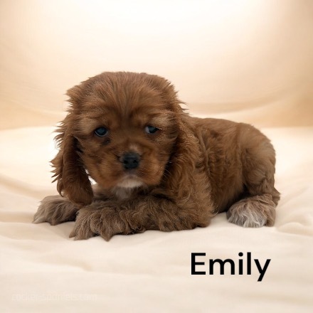 puppy, for, sale, Cocker Spaniel, Joe & Cherri  Overlease, dog, breeder, Miller, MO, dog-breeder, puppy-for-sale, forsale, nearby, find, puppyfind, locator, puppylocator, aca